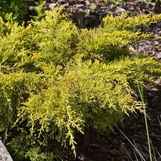 Genévrier - Juniperus pfitzeriana Goldkissen Pot de 7,5L/10L - Image 1