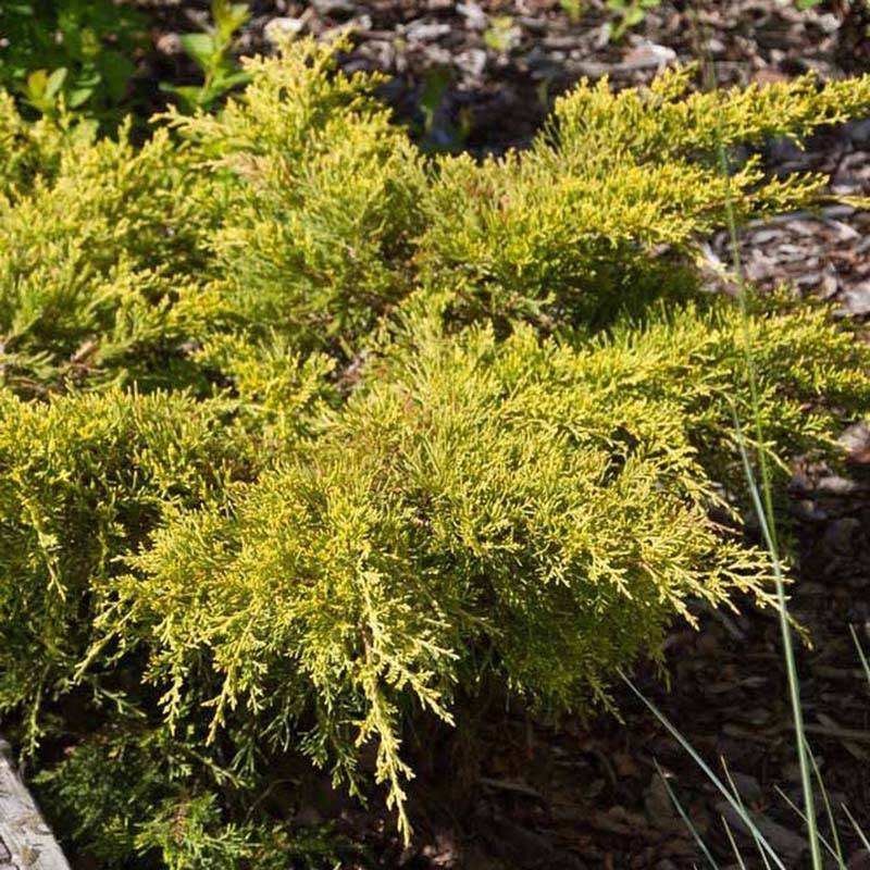 Genévrier - Juniperus pfitzeriana Goldkissen Pot de 7,5L/10L - Image 1
