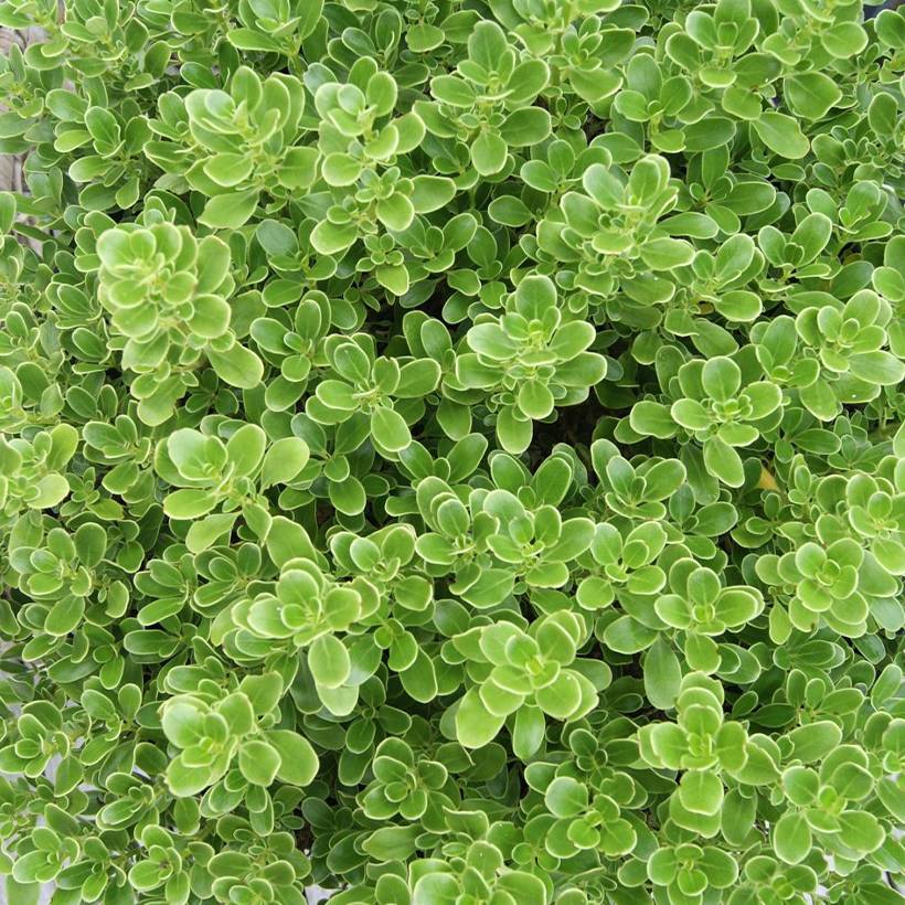 Promesse de Fleurs - Coprosma Mini Mac - Plante miroir Pot de 3L/4L