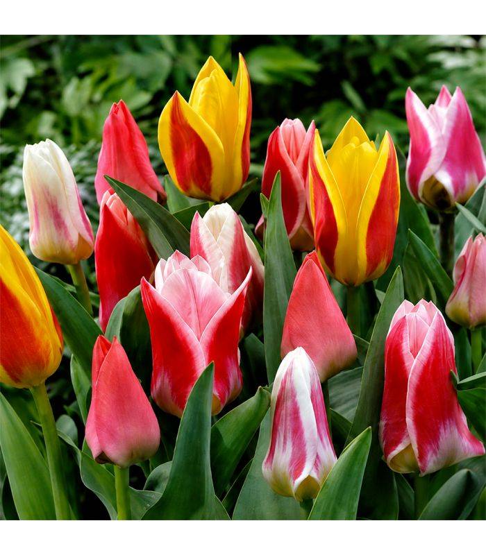 Tulipes botaniques Sgaravatti 6 bulbes en mélange, variété compacte idéale pour bordures et rocailles - 617234 - Image 1