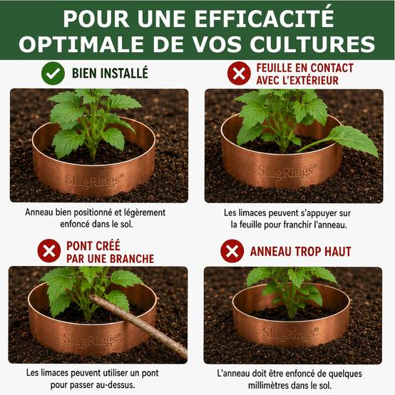 Tout pour les nuisibles - 12 Anneaux de Cuivre Anti-Limaces et Escargots SOLU'LIMACES – Ø17 cm – Protection des Salades, Fraisiers, Aromatiques, Potager et Fleurs - Image 6