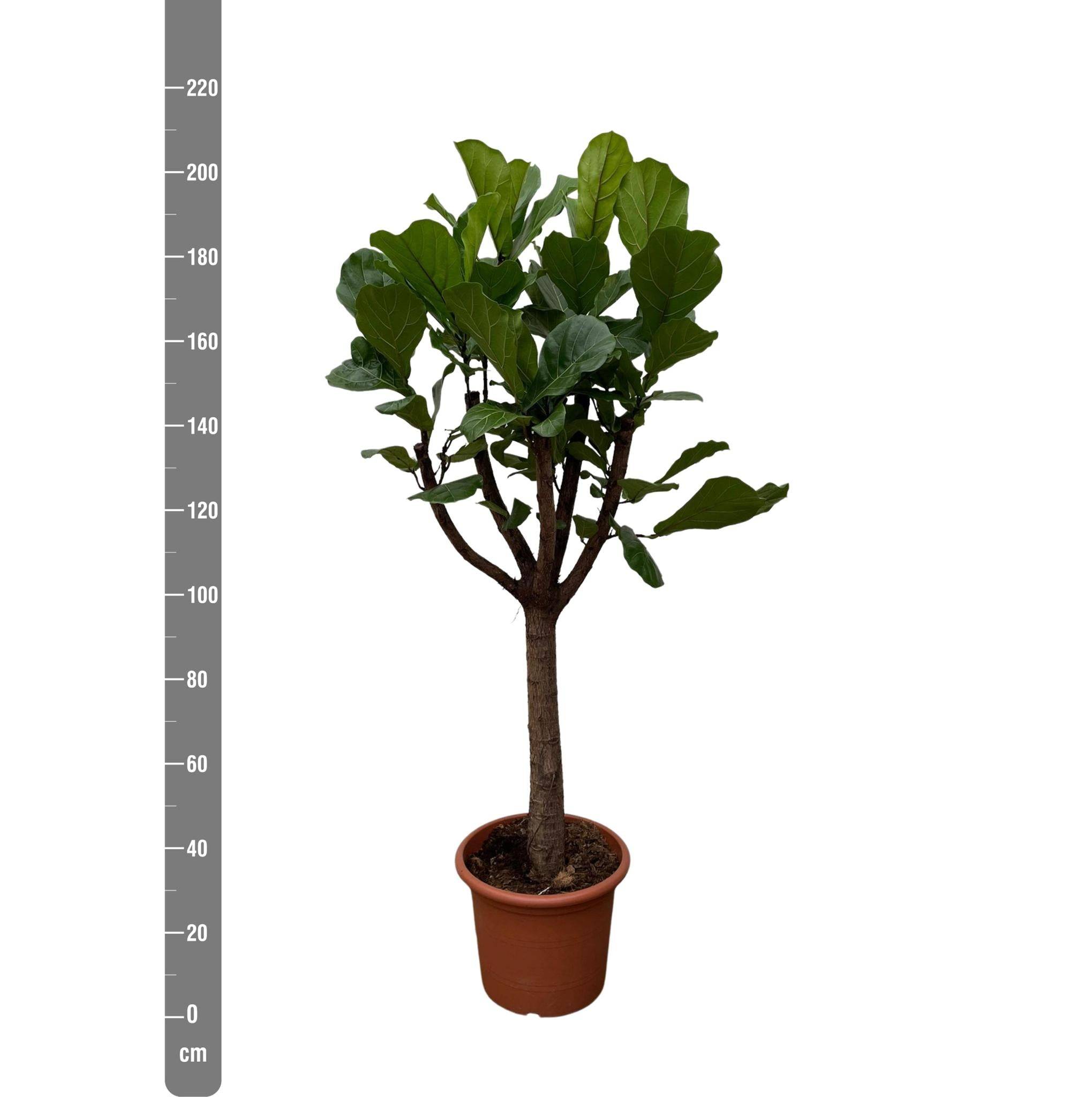 La Green Touch - Ficus Lyrata Arbre Xxl - D40 H210cm - Image 3