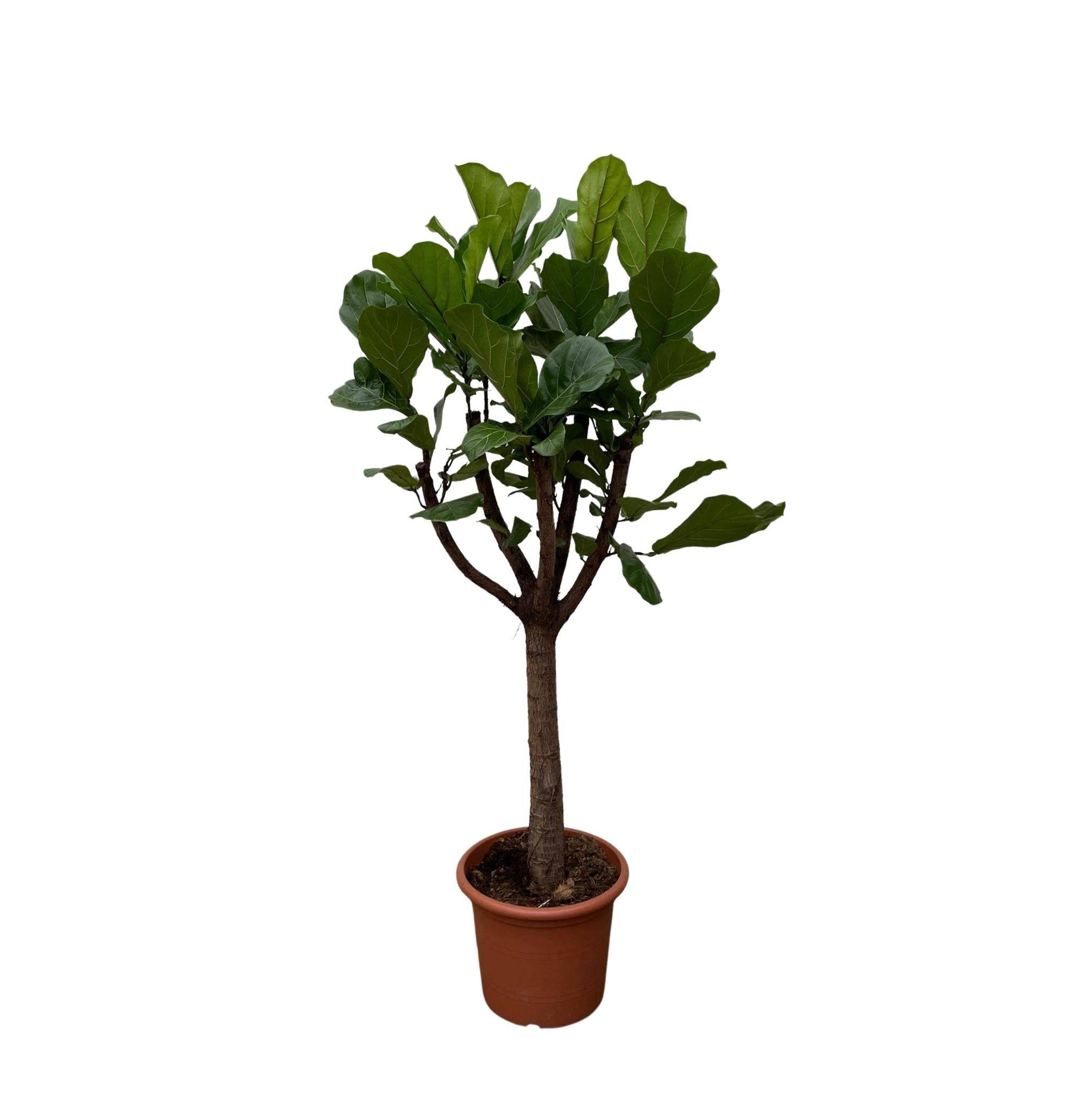La Green Touch - Ficus Lyrata Arbre Xxl - D40 H210cm - Image 2
