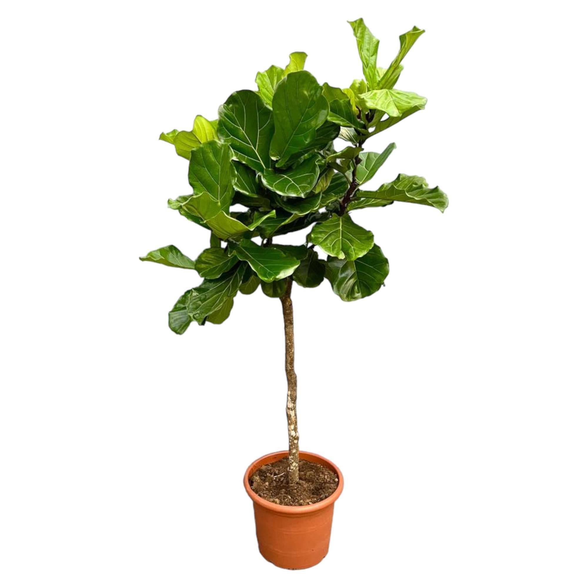 Ficus Lyrata Arbre Xxl - D40 H200cm