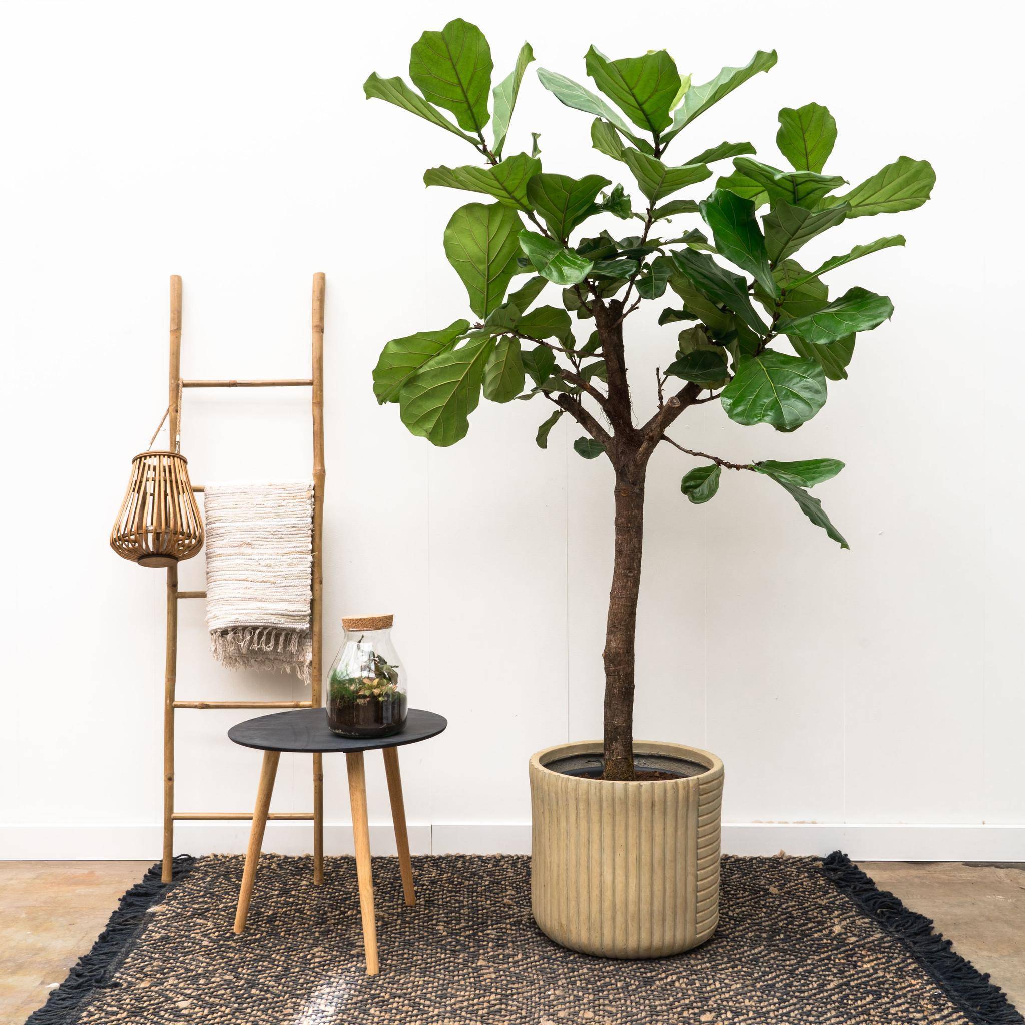 La Green Touch - Ficus Lyrata Arbre Xxl - D40 H210cm - Image 4
