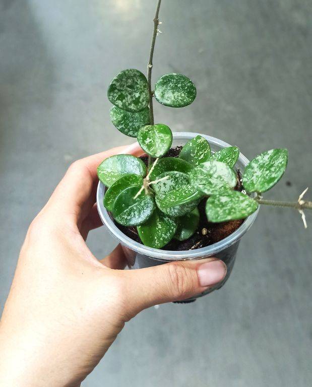 Hoya Mathilde Splash D. 6cm H. 15cm - Plante d'intérieur - IndoorPoppies