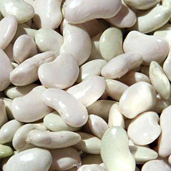 Haricot à rames à écosser maïs type Tarbais le sachet de 200 graines environ (75g)