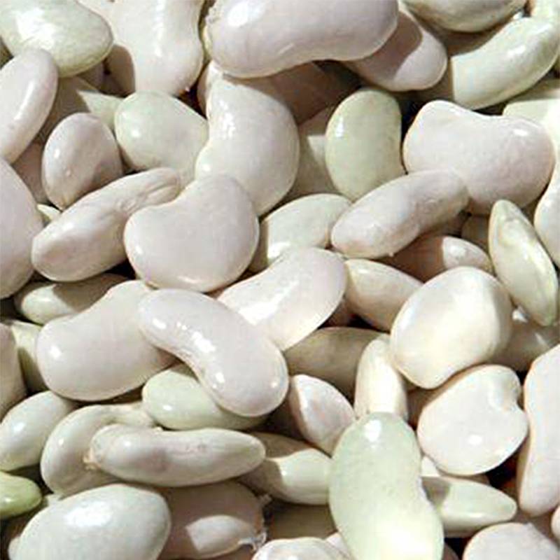 Haricot à rames à écosser maïs type Tarbais le sachet de 200 graines environ (75g)