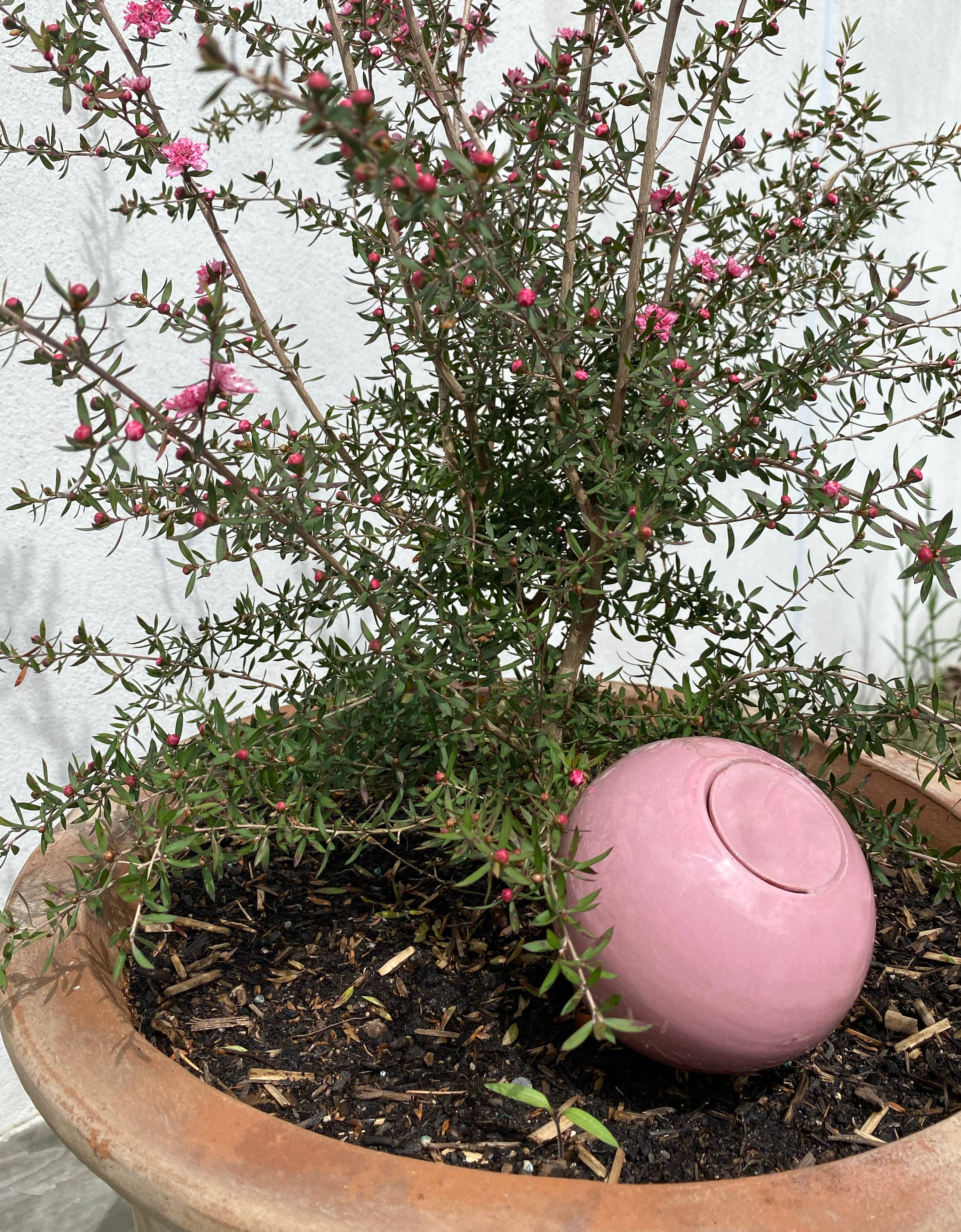 0 - Ollas Emaillés colorés Rose - Image 1