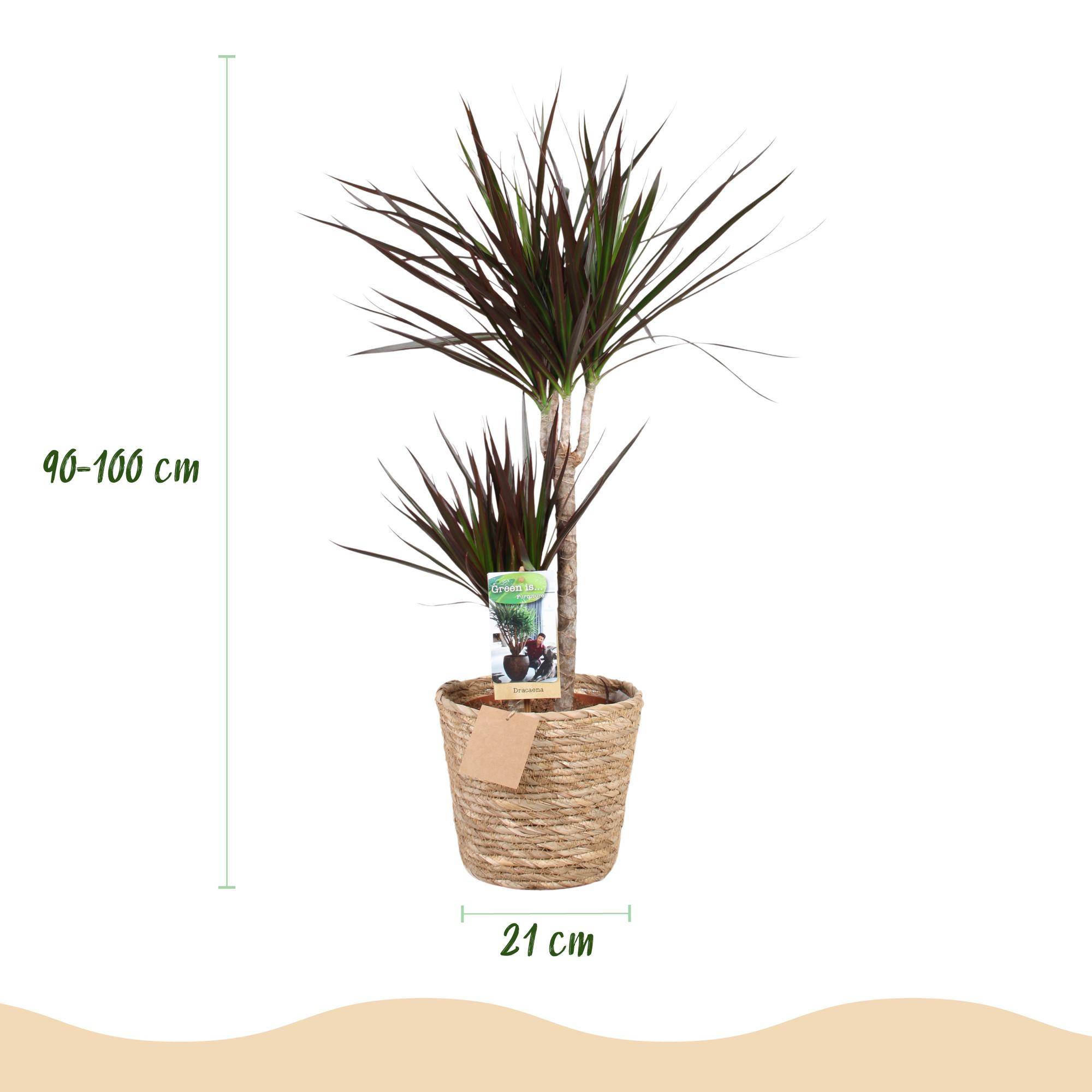 Dracaena Magenta - Pot de 21cm - Panier - Plantes d'intérieur - Image 3