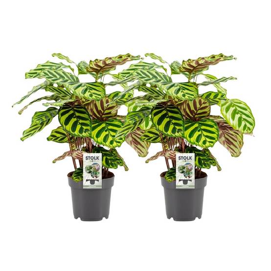 La Green Touch - Calathea Makoyana - H45cm