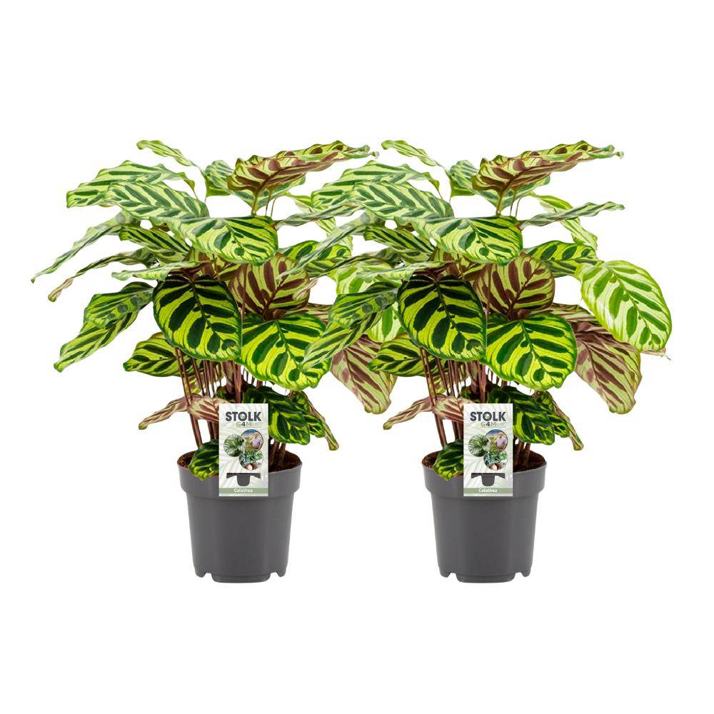 La Green Touch - Calathea Makoyana - H45cm