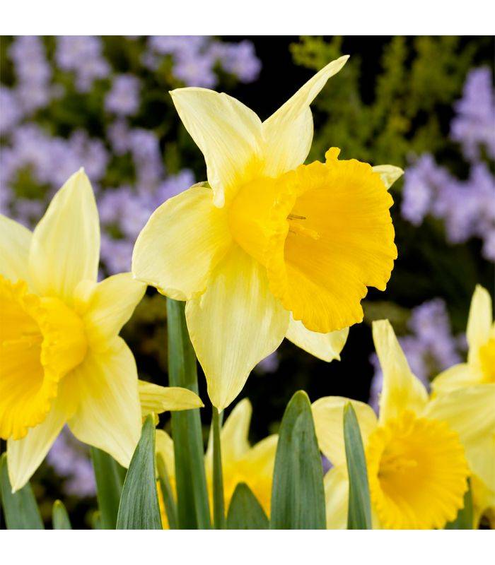 Narcisse Magnet Sgaravatti 5 bulbes blancs à trompette jaune, floraison contrastée pour massifs et bouquets - 617251 - Image 1