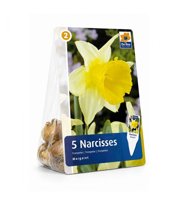 Narcisse Magnet Sgaravatti 5 bulbes blancs à trompette jaune, floraison contrastée pour massifs et bouquets - 617251 - Image 2