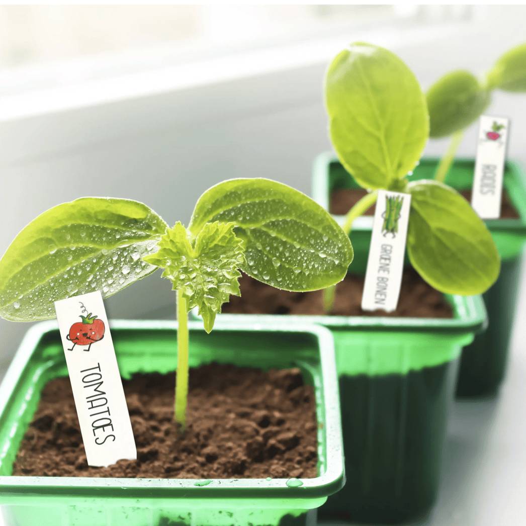 0 - Kit plastique dingue etiquette de potager - Growing Paper - Image 2