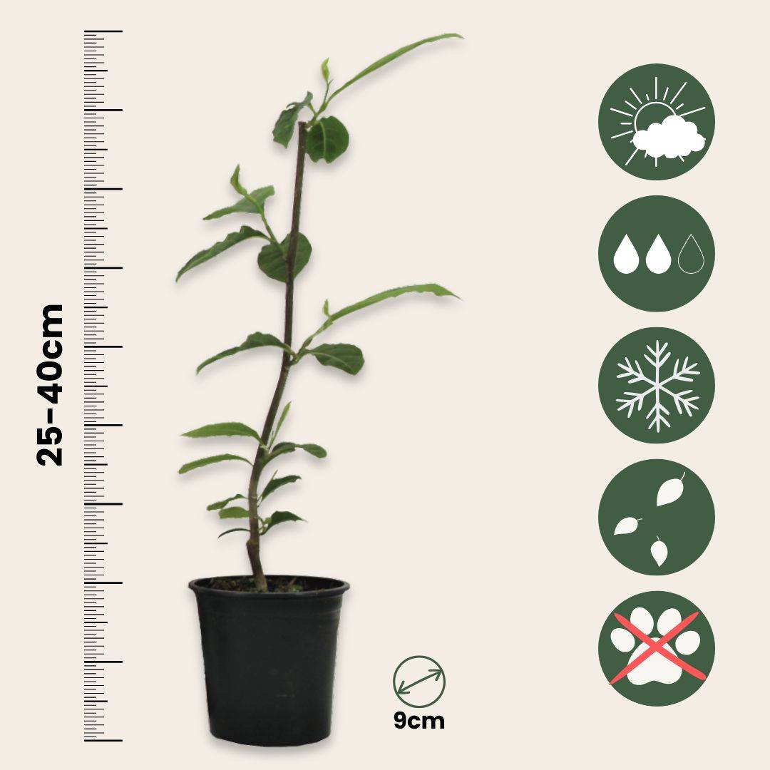 Arbre à tulipes - Set de 6 - Magnolia - Hauteur 25-40cm - ⌀9cm - Image 6