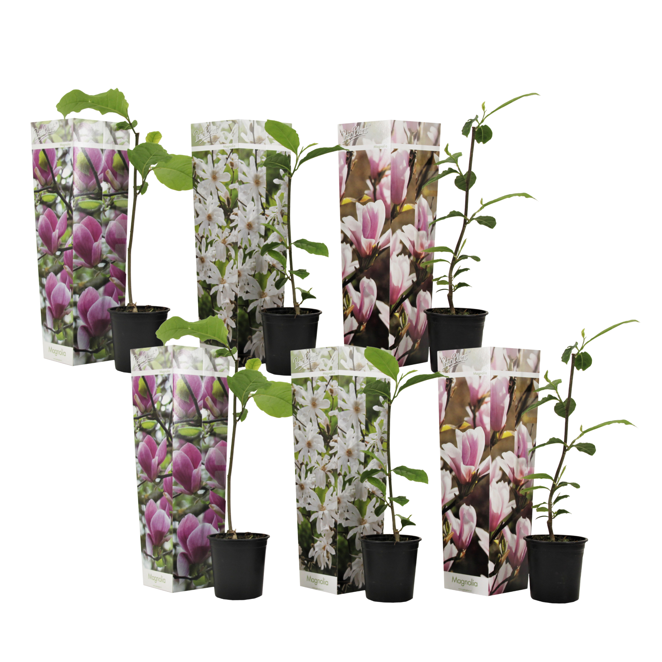 Arbre à tulipes - Set de 6 - Magnolia - Hauteur 25-40cm - ⌀9cm - Image 1