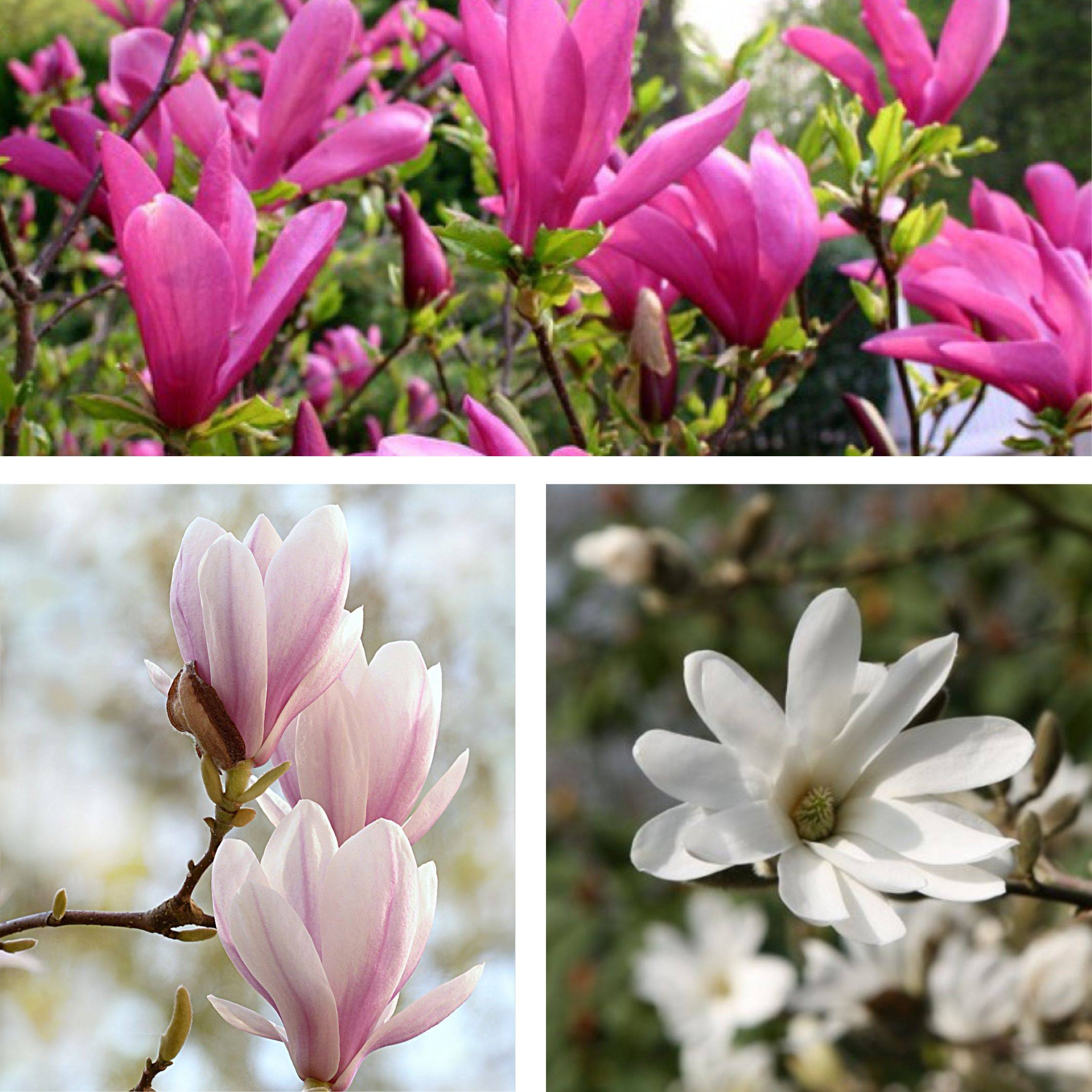 Arbre à tulipes - Set de 6 - Magnolia - Hauteur 25-40cm - ⌀9cm - Image 4