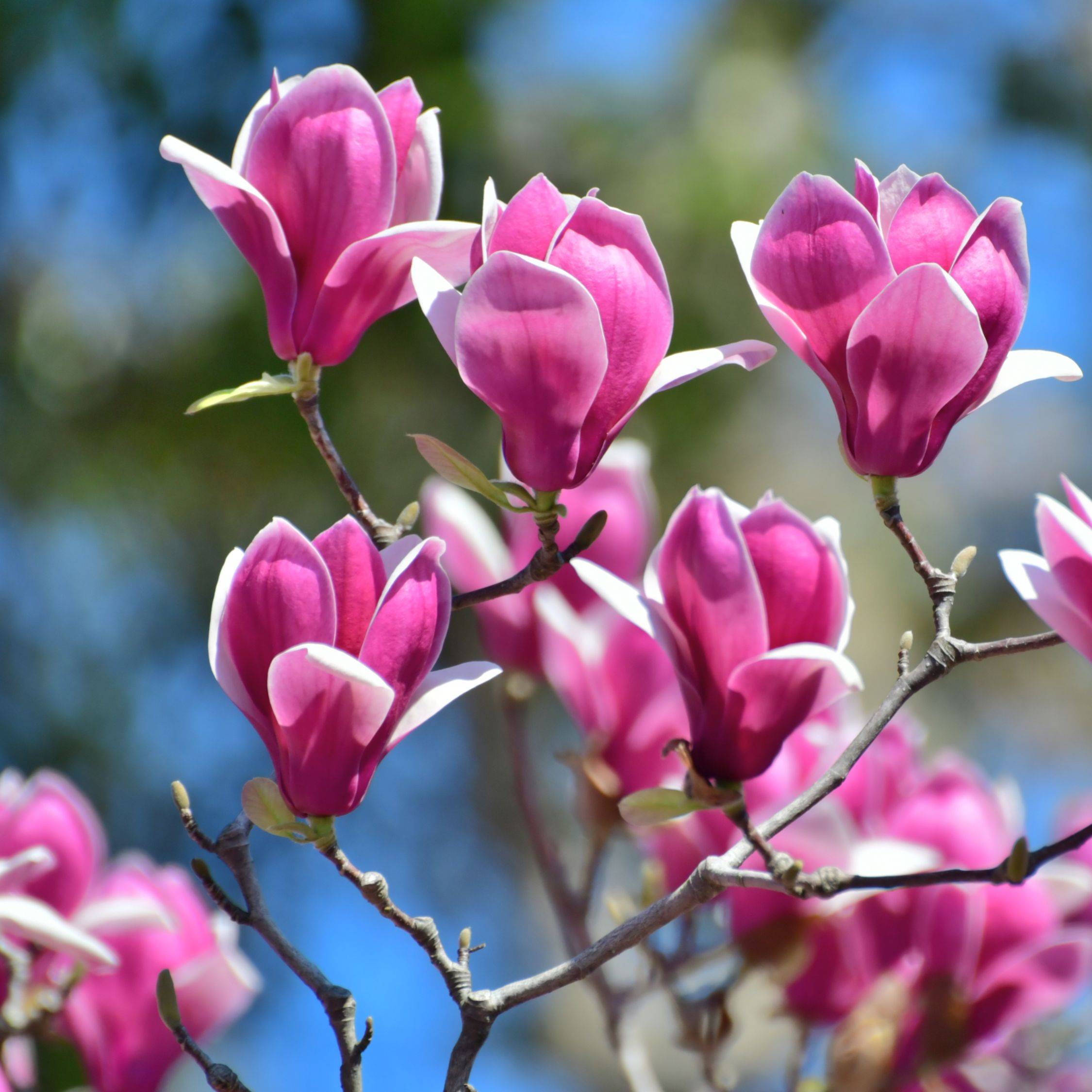 Arbre à tulipes - Set de 6 - Magnolia - Hauteur 25-40cm - ⌀9cm - Image 5