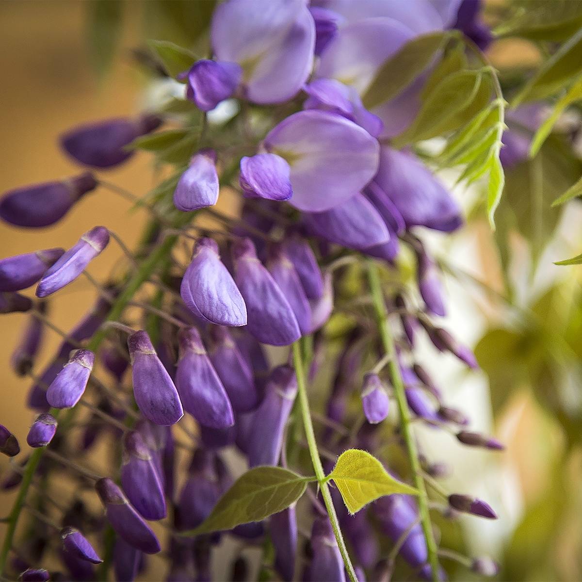 Promesse de Fleurs - Glycine - Wisteria brachybotrys Yokohama Fuji Pot de 7,5L/10L