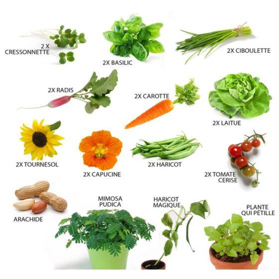 Radis et Capucine - Radis et Capucine - Potager d'une classe - 24 graines de légumes, aromates et fleurs - Imagen 2