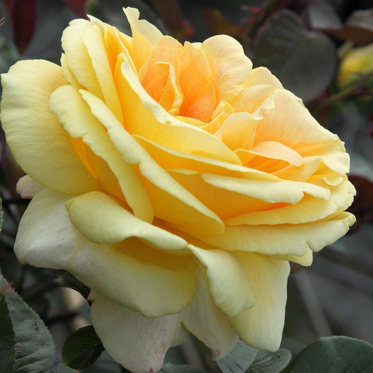 Promesse de Fleurs - Rosier à grandes fleurs Candlelight Pot de 4L/5L