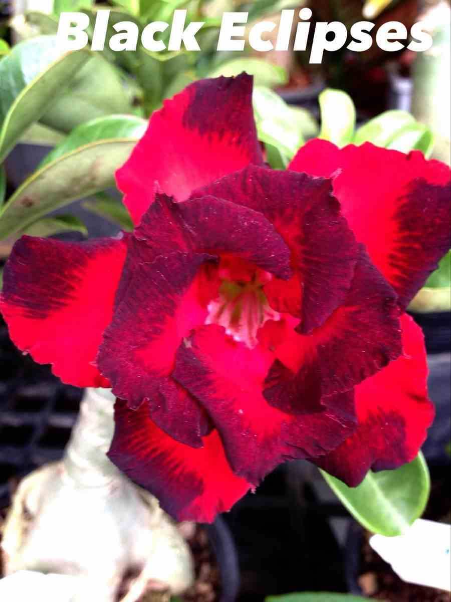 Sans Marque - Adenium obesum cv.Éclipses noires  Caudex d'environ 2000g 25/30cm