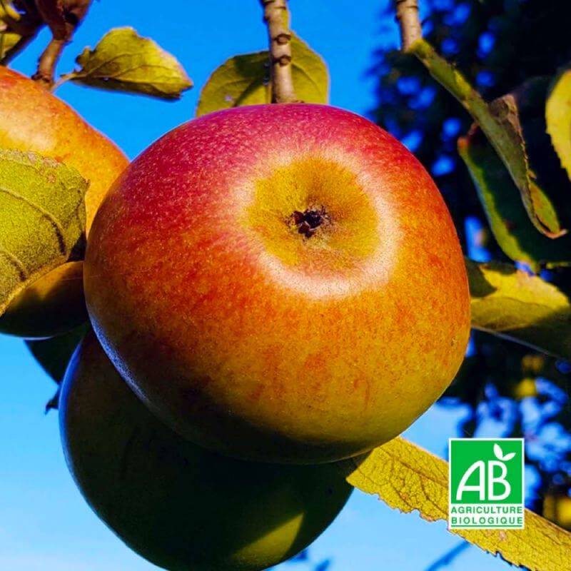 Pommier 'Bénédictin' BIO (Malus domestica 'Bénédictin') - Scion de 100cm - Pépinières Naudet - Imagen 1