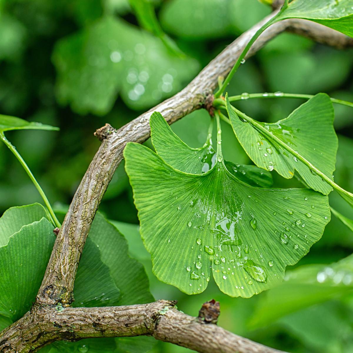 Graines de Ginkgo biloba - Arbre aux quarante écus le sachet de 5 graines environ (6g)