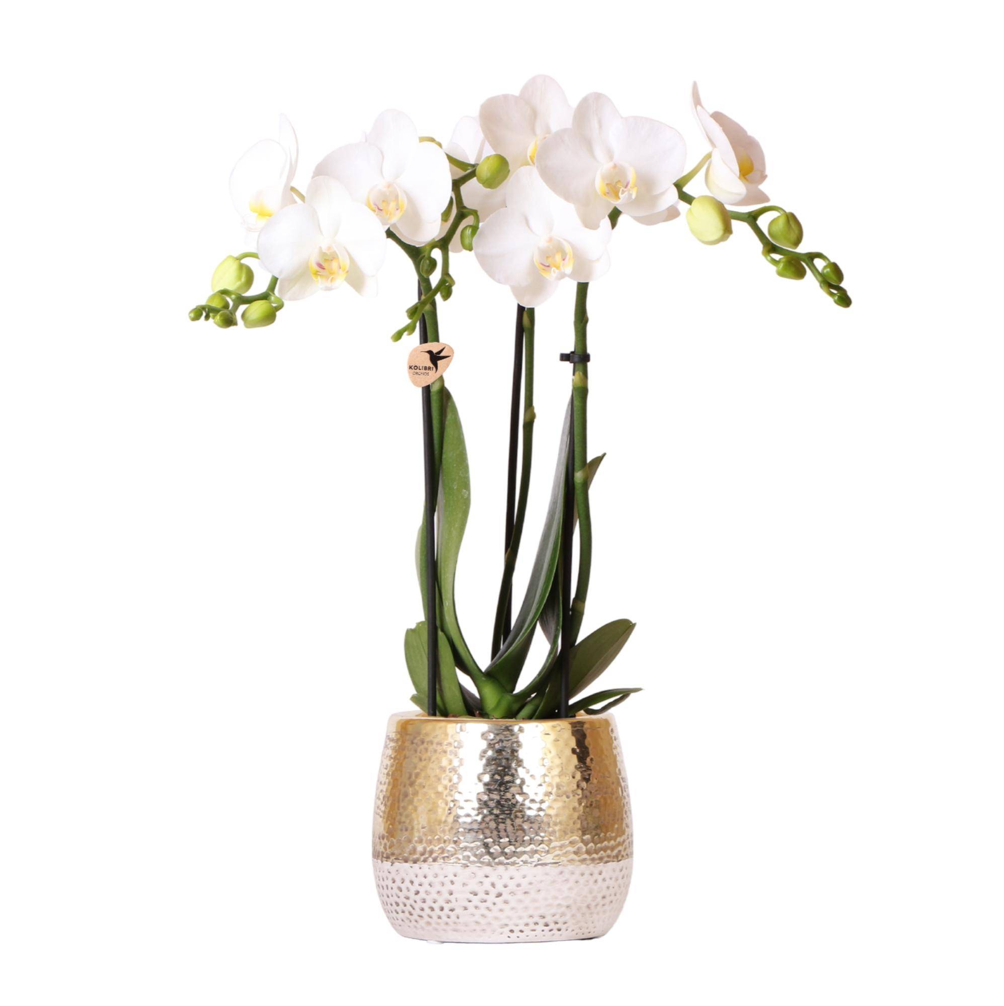 Orchidée Phalaenopsis blanche - Pot de 9cm - Hauteur 40 cm - Doré chic - Plantes d'intérieur - Image 1