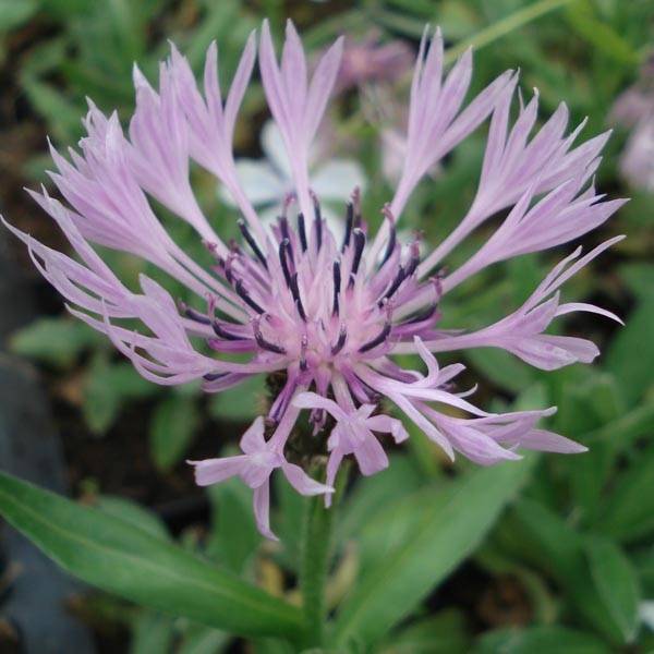 Promesse de Fleurs - Bleuet des montagnes rose - Centaurée Carnea Godet de 8/9 cm
