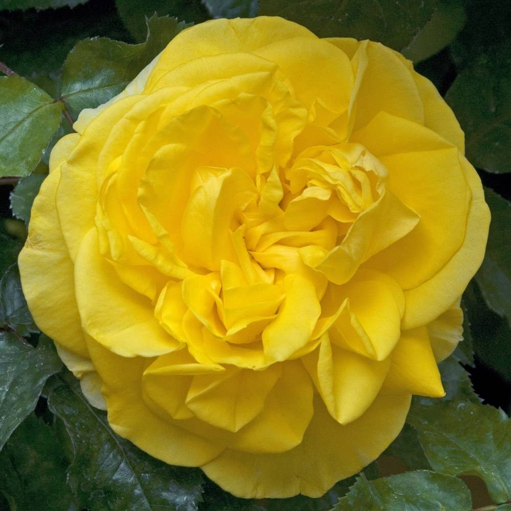 Promesse de Fleurs - Rosier à grandes fleurs Pacific Sunset Pot de 4L/5L