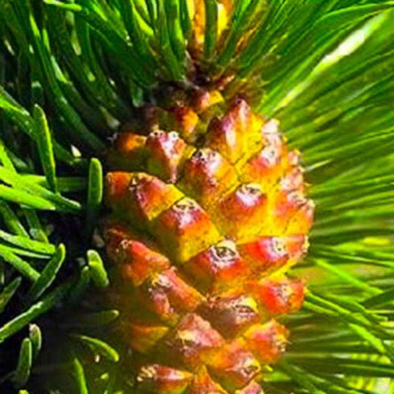 Pin de montagne (Pinus uncinata) - Godet - Taille 13/25cm - Pépinières Naudet - Imagen 2