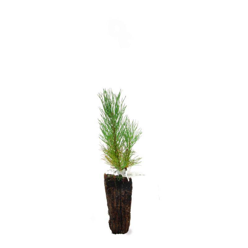 Pin de montagne (Pinus uncinata) - Godet - Taille 13/25cm - Pépinières Naudet - Imagen 3