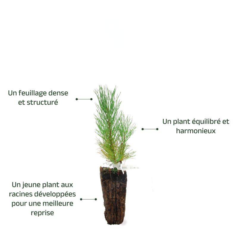 Pin de montagne (Pinus uncinata) - Godet - Taille 13/25cm - Pépinières Naudet - Imagen 4