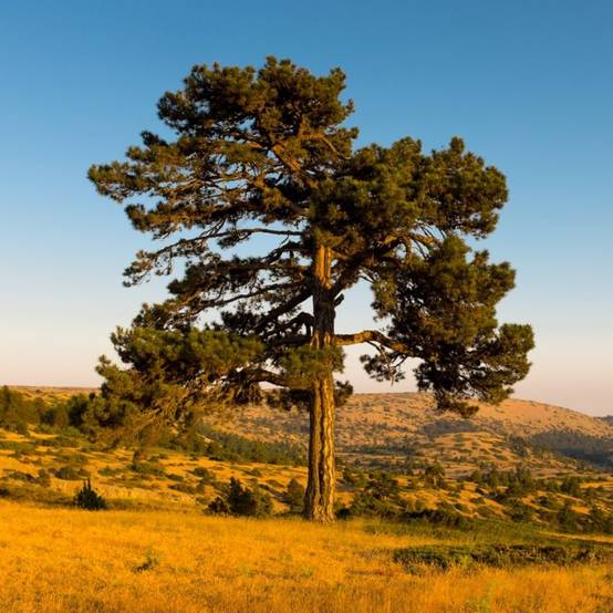Pin de montagne (Pinus uncinata) - Godet - Taille 13/25cm - Pépinières Naudet - Imagen 1