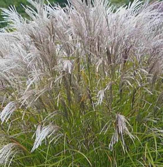 0 - Miscanthus sinensis Kleine Silberspinne (Roseau de Chine, Eulalie) Pot de 10 Litres - Image 2