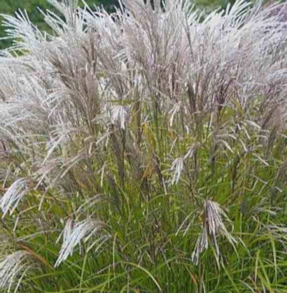 0 - Miscanthus sinensis Kleine Silberspinne (Roseau de Chine, Eulalie) Pot de 10 Litres - Image 2