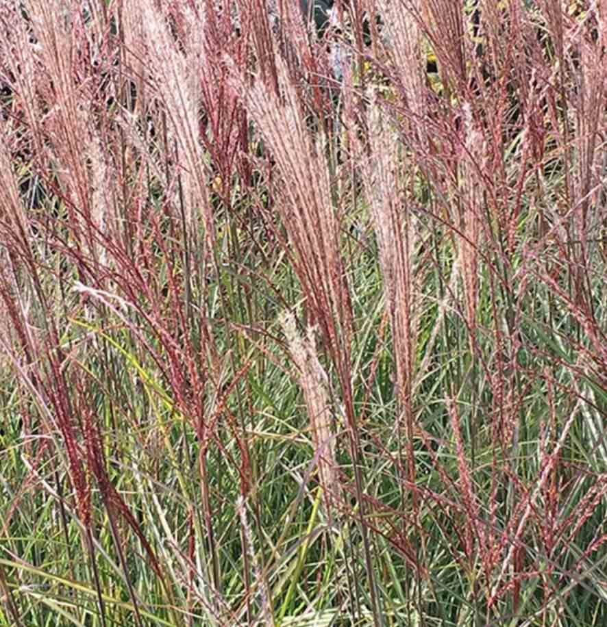 0 - Miscanthus sinensis Kleine Silberspinne (Roseau de Chine, Eulalie) Pot de 10 Litres - Image 1