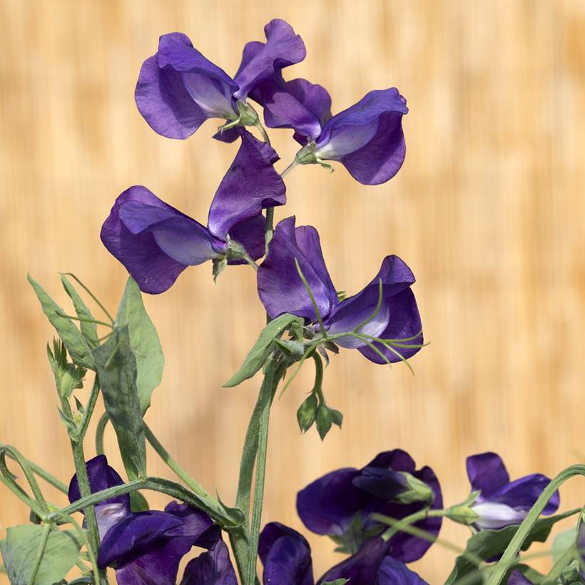 Graines de Pois de senteur King Size Navy Blue - Lathyrus odoratus le sachet de 20 graines environ (2g)