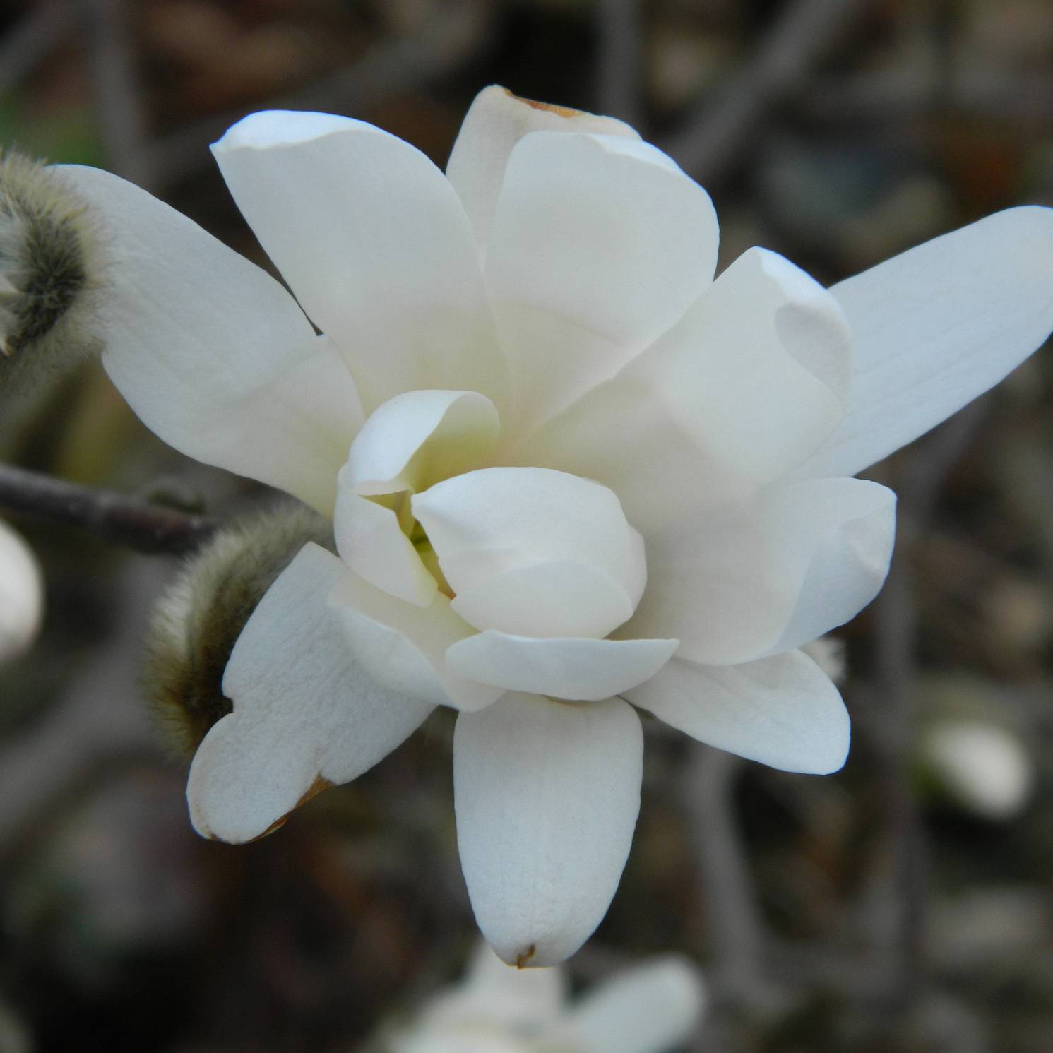 Magnolia denudata Double Diamond - Magnolia Yulan Pot de 7,5L/10L