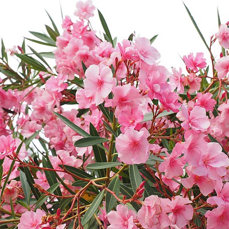 Laurier rose - Nerium oleander Rose Pot de 2L/3L - Image 1
