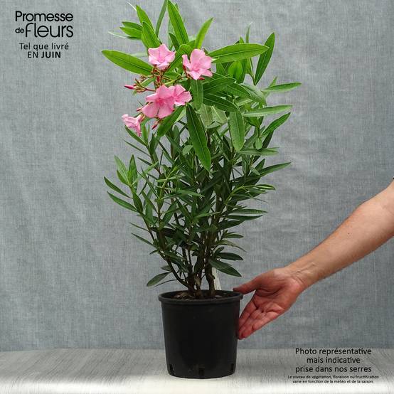Laurier rose - Nerium oleander Rose Pot de 2L/3L - Image 2