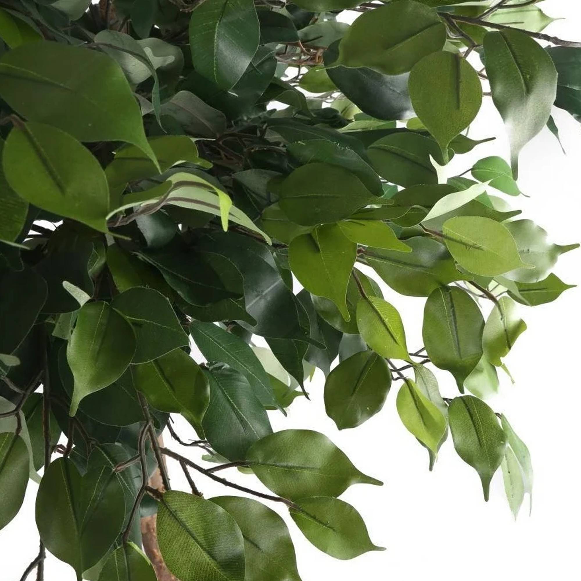 Gardenersdream - 1 Ficus Danielle Plante À Feuilles Persistantes | Les Meilleures Plantes D’Intérieur | Figuier Pleureur En Pot 30-40 Cm - GardenersDream - Imagen 3