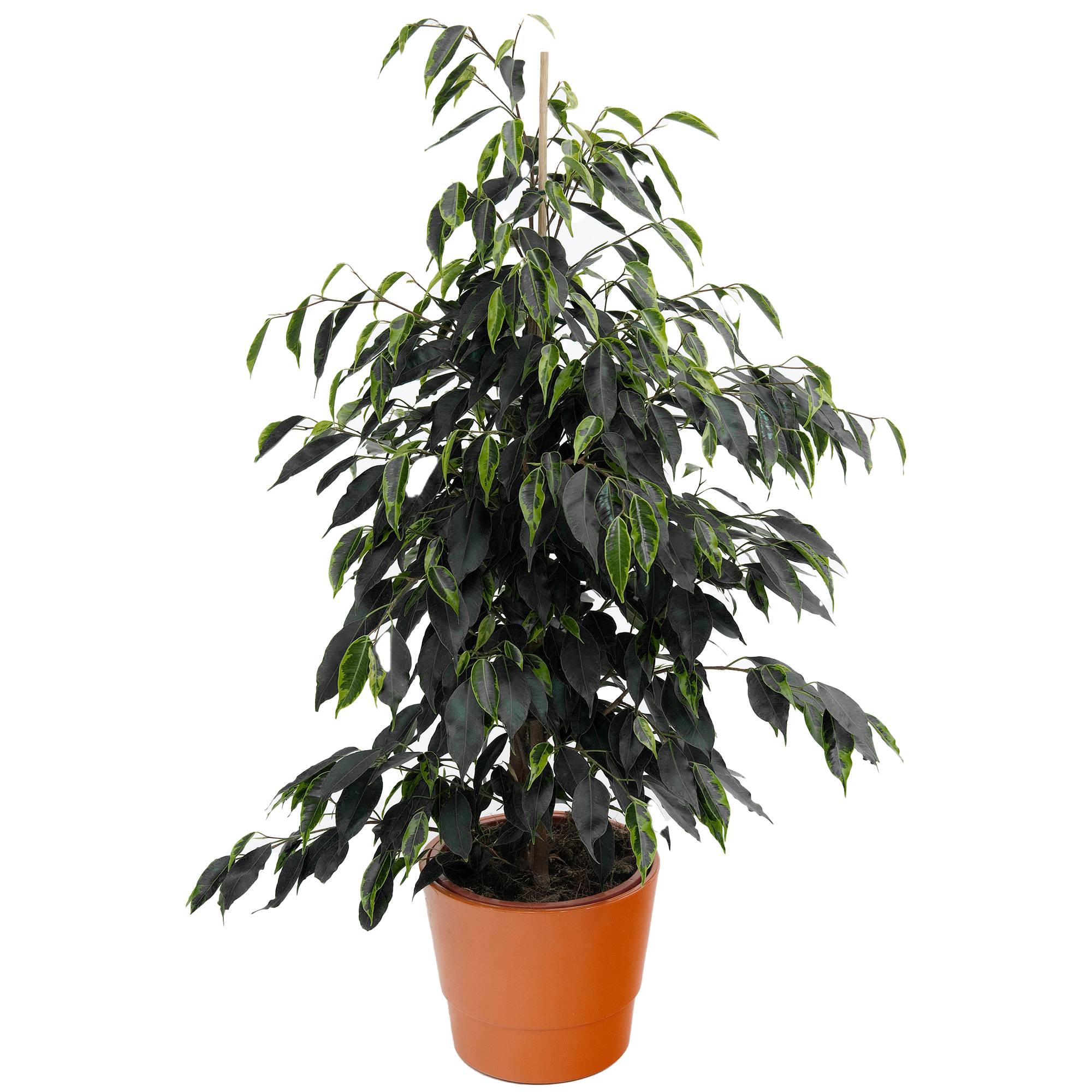 Gardenersdream - 1 Ficus Danielle Plante À Feuilles Persistantes | Les Meilleures Plantes D’Intérieur | Figuier Pleureur En Pot 30-40 Cm - GardenersDream - Imagen 1