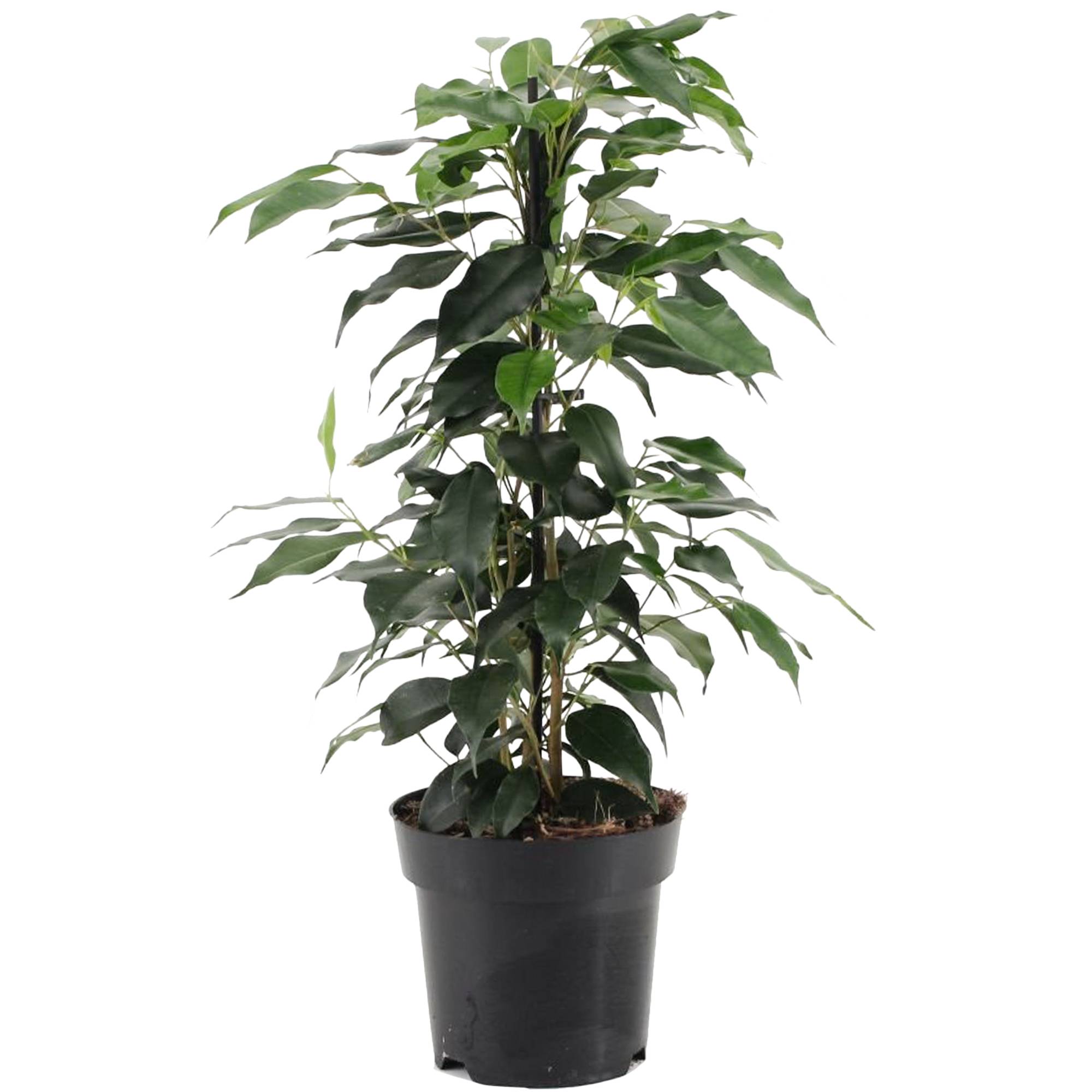 Gardenersdream - 1 Ficus Danielle Plante À Feuilles Persistantes | Les Meilleures Plantes D’Intérieur | Figuier Pleureur En Pot 30-40 Cm - GardenersDream - Imagen 2
