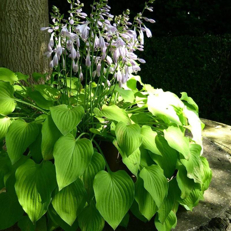 Hosta Sum and Substance à fleurs Bleue/Violette - feuillage Caduc - Godet - 5/20 cm - Imagen 1