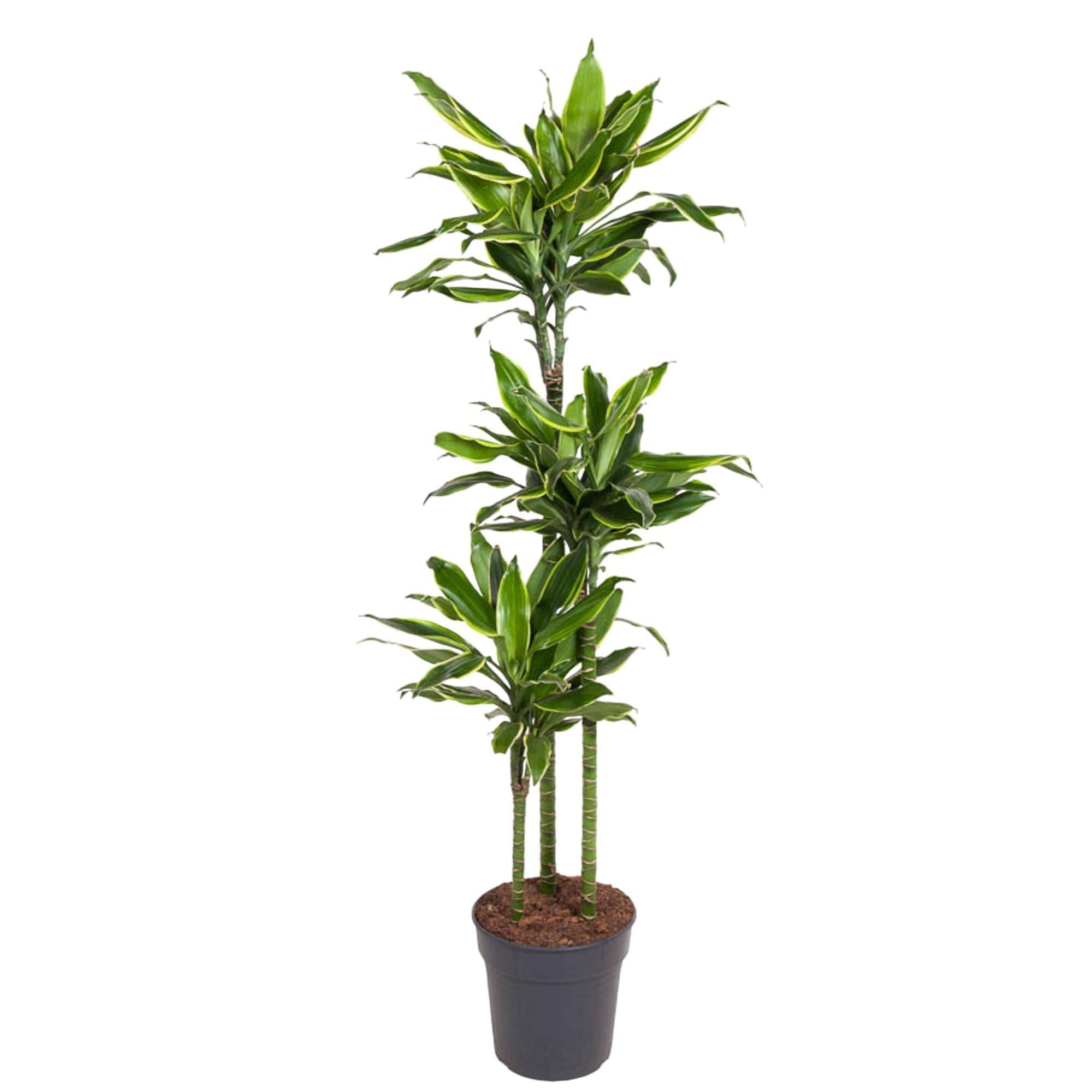 Dracaena Golden Coast - D24 H150cm