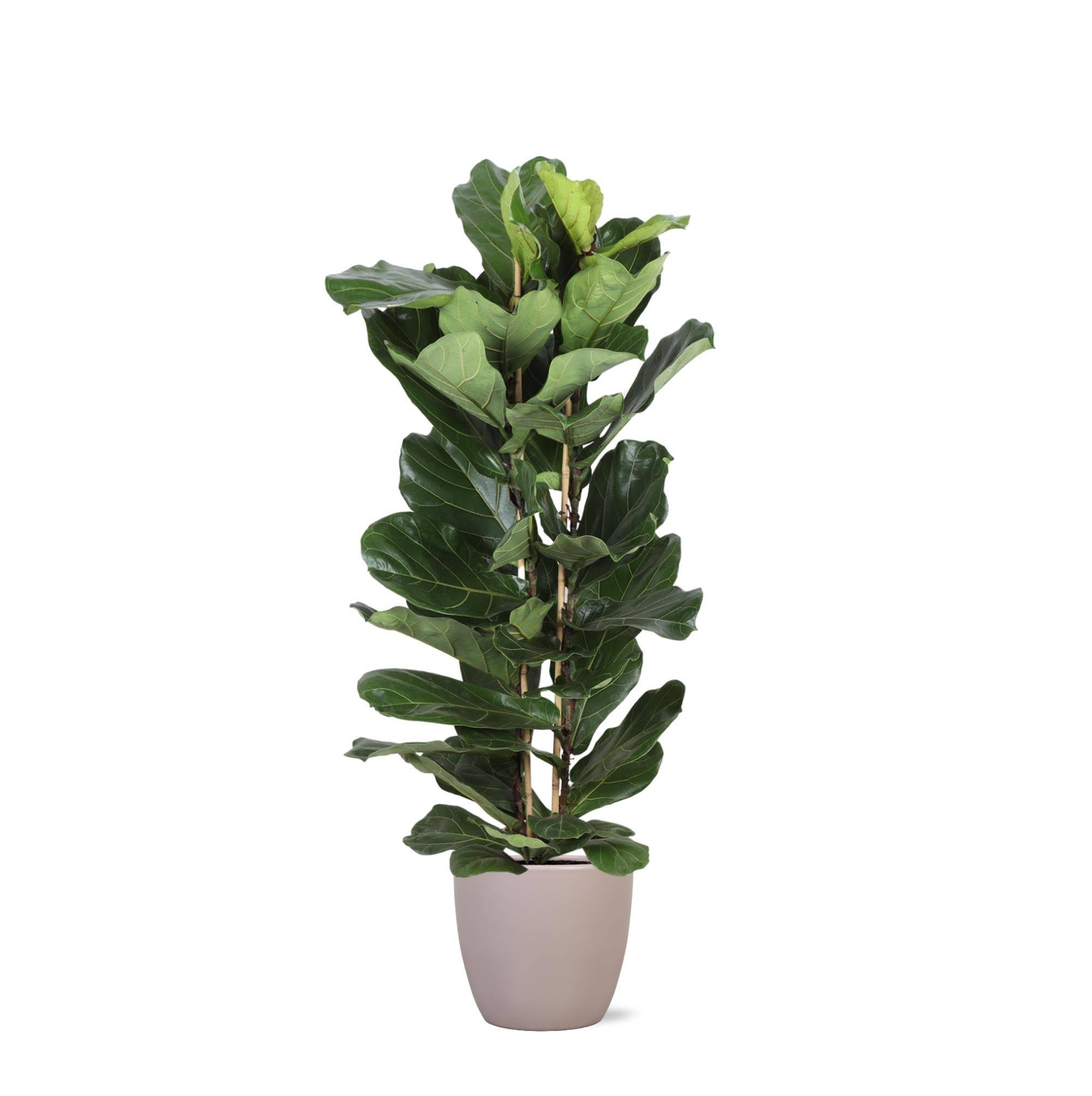 Ficus Lyrata et son pot- La Green Touch Taupe - Hauteur 140cm