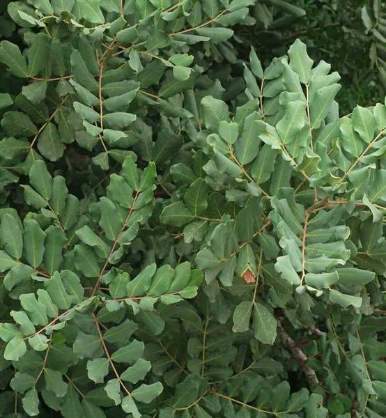 Sans Marque - Ceratonia siliqua (caroubier) : Substitut au chocolat Couleur floraison:vert - Taille:Pot de 6 litres - 140/150cm - Image 3